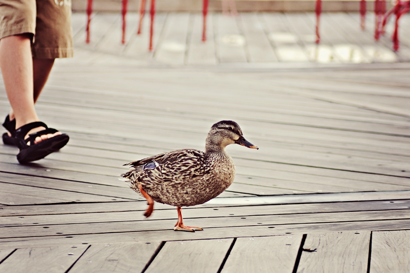 orlando_florida_disney_boardwalk_vacation_family_photographer005.jpg